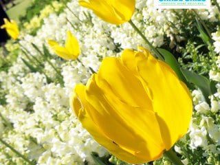 Carnival of Flowers,Toowoomba-Snapdragson & Tulips Image by Superior Shade Sails