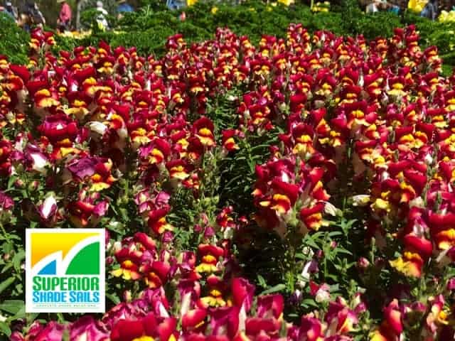 Carnival of Flowers, Toowoomba-Snapdragons - Image: Superior Shade Sails